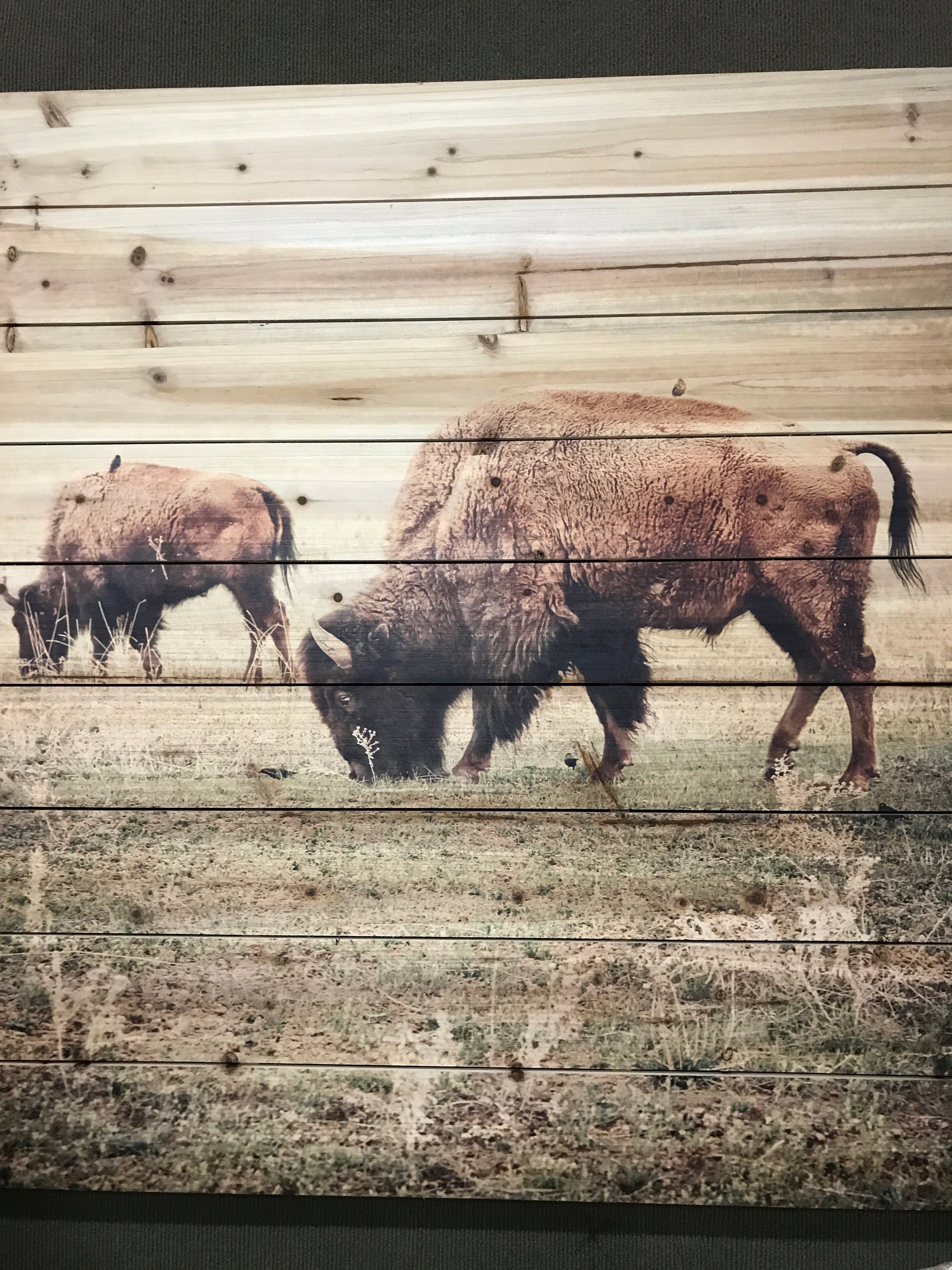 Buffalo on Pallet