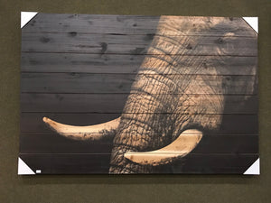 Elephant tusks on planks